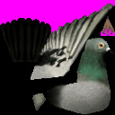 PigeonTex1